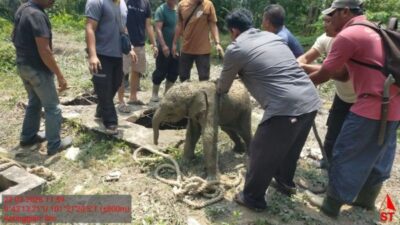 11 Gajah Mengamuk di Siak Usai Anaknya Terjebak Septic Tank