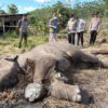 Anak Gajah Sumatera Mati di Tesso Nilo, Pemilik Perkebunan Ilegal Jadi Tersangka