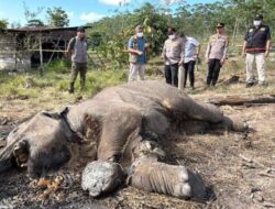 Anak Gajah Sumatera Mati di Tesso Nilo, Pemilik Perkebunan Ilegal Jadi Tersangka