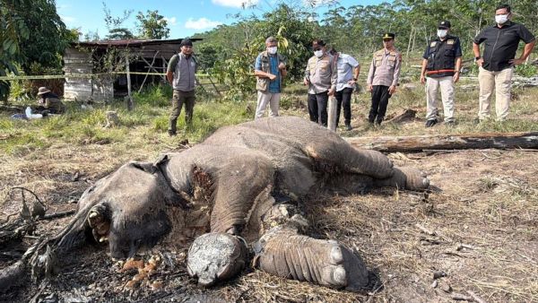 Anak Gajah Sumatera Mati di Tesso Nilo, Pemilik Perkebunan Ilegal Jadi Tersangka