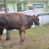 Pemprov Riau Matangkan Seleksi Sapi Kurban Bantuan Presiden Jelang Iduladha