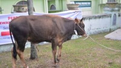 Pemprov Riau Matangkan Seleksi Sapi Kurban Bantuan Presiden Jelang Iduladha