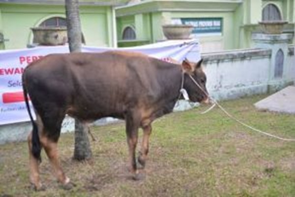 Pemprov Riau Matangkan Seleksi Sapi Kurban Bantuan Presiden Jelang Iduladha