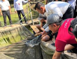 Dukung Swasembada Ikan Lahat, PT SMS Sukses Panen Raya 1,6 Ton Lele di Beringin Jaya