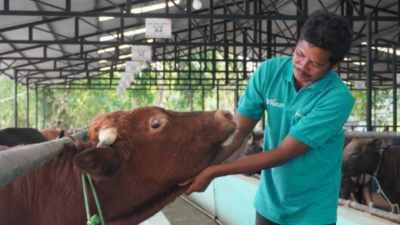 Jual Sapi Kurban 2026, Peternak Binaan BSI Maslahat Siapkan Hewan Ternak Sehat