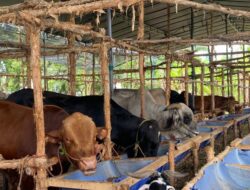 Jelang Idul Adha, Sapi Bali dan Limosin Jadi Buruan Hewan Kurban Warga Palembang, Ini Kisaran Harganya!