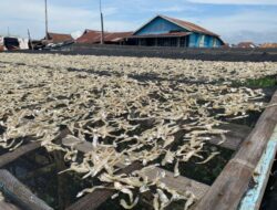 Sentuhan Tangan Para Ibu di Kampung Siabang, Ubah Hasil Laut Jadi Komoditas Ikan Asin Bernilai Tinggi
