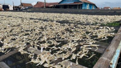 Sentuhan Tangan Para Ibu di Kampung Siabang, Ubah Hasil Laut Jadi Komoditas Ikan Asin Bernilai Tinggi