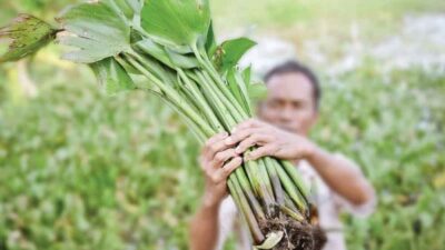 ​Inovasi Eceng Gondok Binaan Pertamina Kilang Plaju Raih Penghargaan Emas