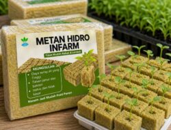 Bisa Dimulai Hari Ini! Trik Berkebun, Memanen, dan Mengompos dari Rumah Tanpa Lahan Luas