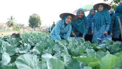 Feby Deru Panen Kembang Kol dan Lele di OKU Timur, Dorong Ketahanan Pangan
