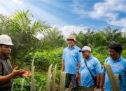 Kemitraan Dorong Peremajaan 1.797 Hektare Sawit KUD Sadar Sejahtera di Musi Rawas