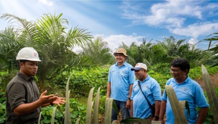 Kemitraan Dorong Peremajaan 1.797 Hektare Sawit KUD Sadar Sejahtera di Musi Rawas